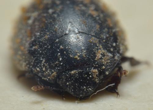 Nosodendron fasciculare